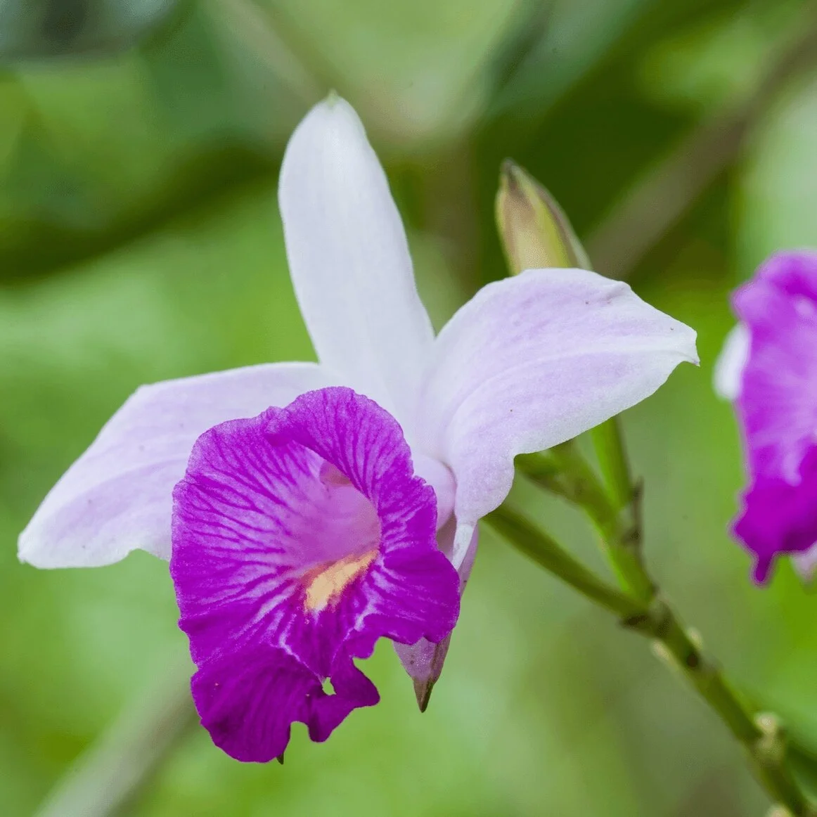 Bamboo orchid sale